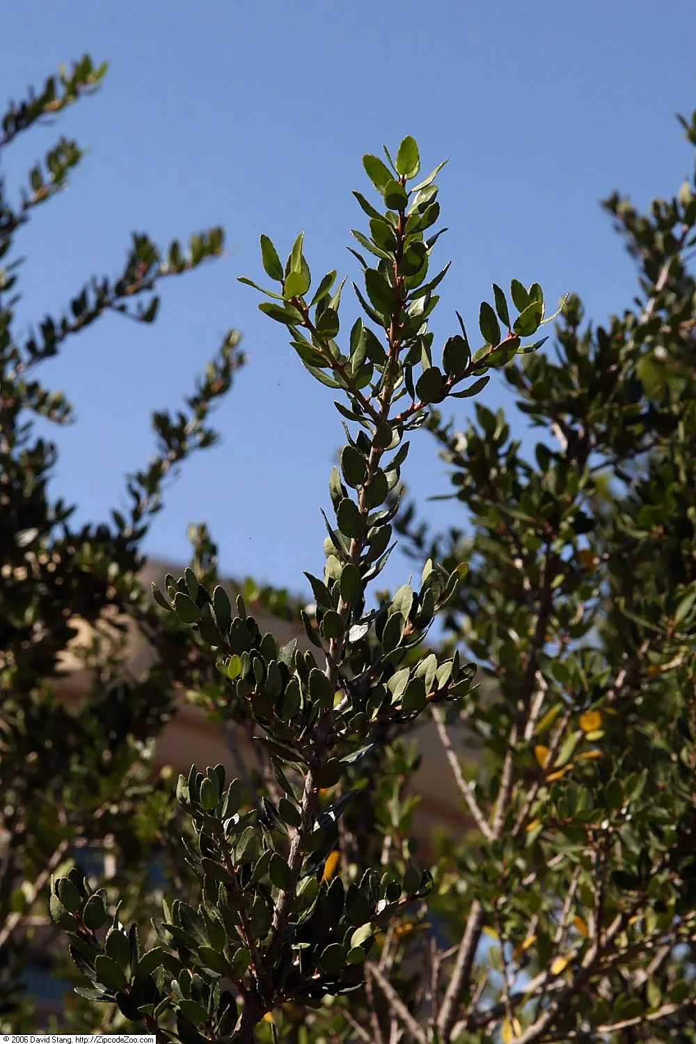 Yaupon (Ilex Vomitoria) — The plant exhibits a dense