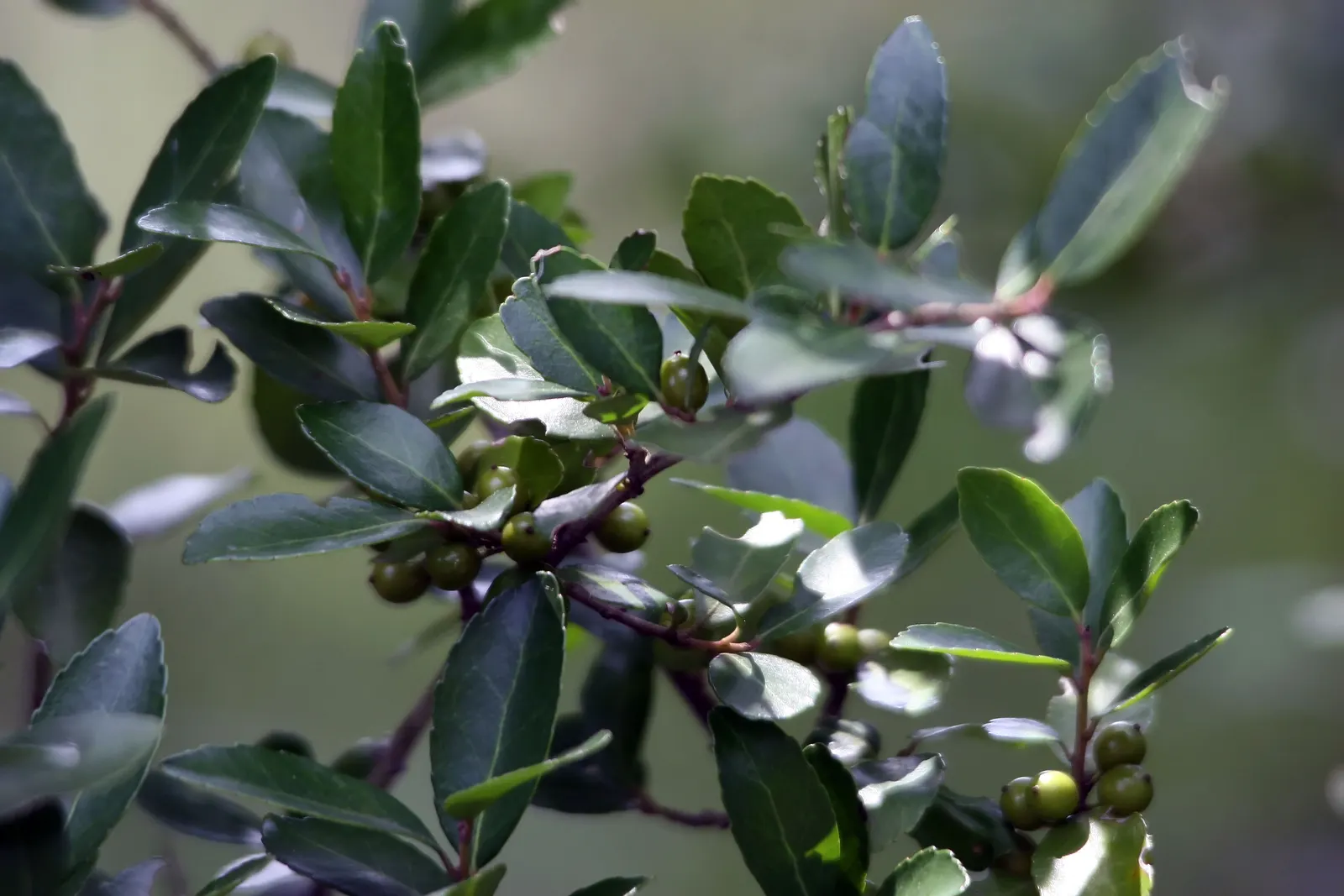 Yaupon (Ilex Vomitoria) — It stands 15-20 feet tall and spreads 10-15 feet wide