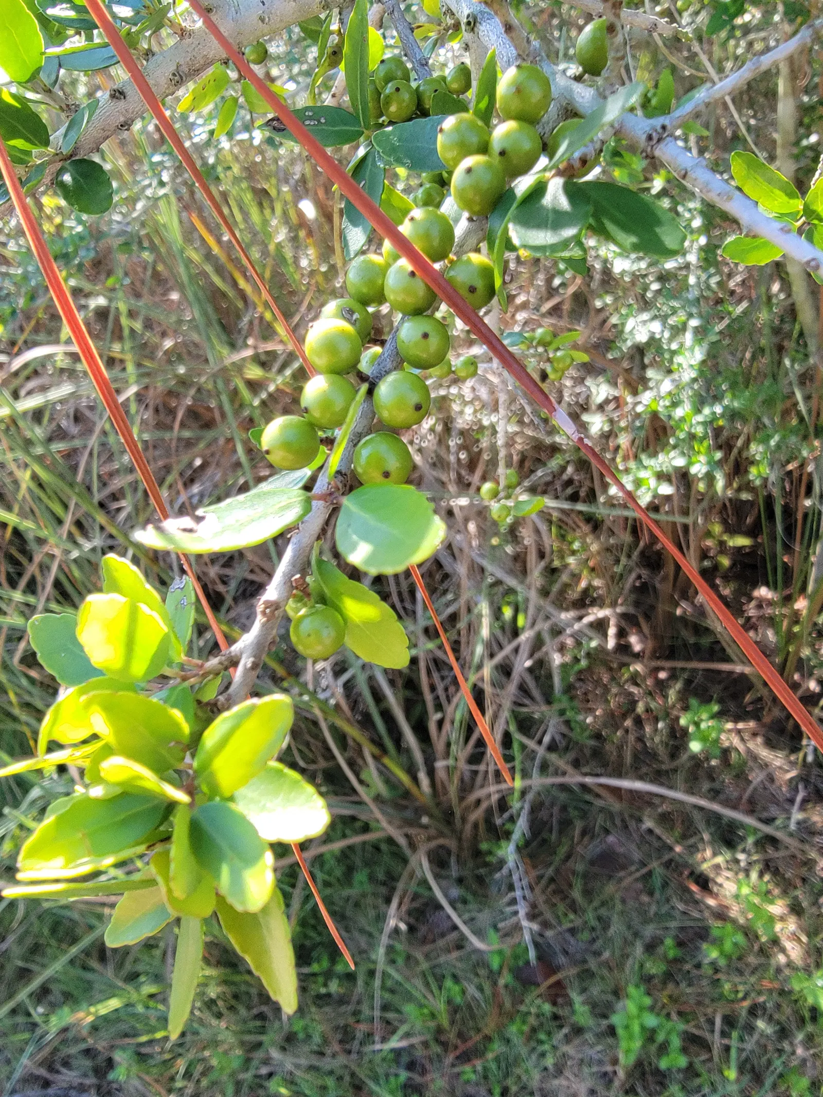 Yaupon (Ilex Vomitoria) — which are followed by a vibrant display of red to orange berries in the fall and winter