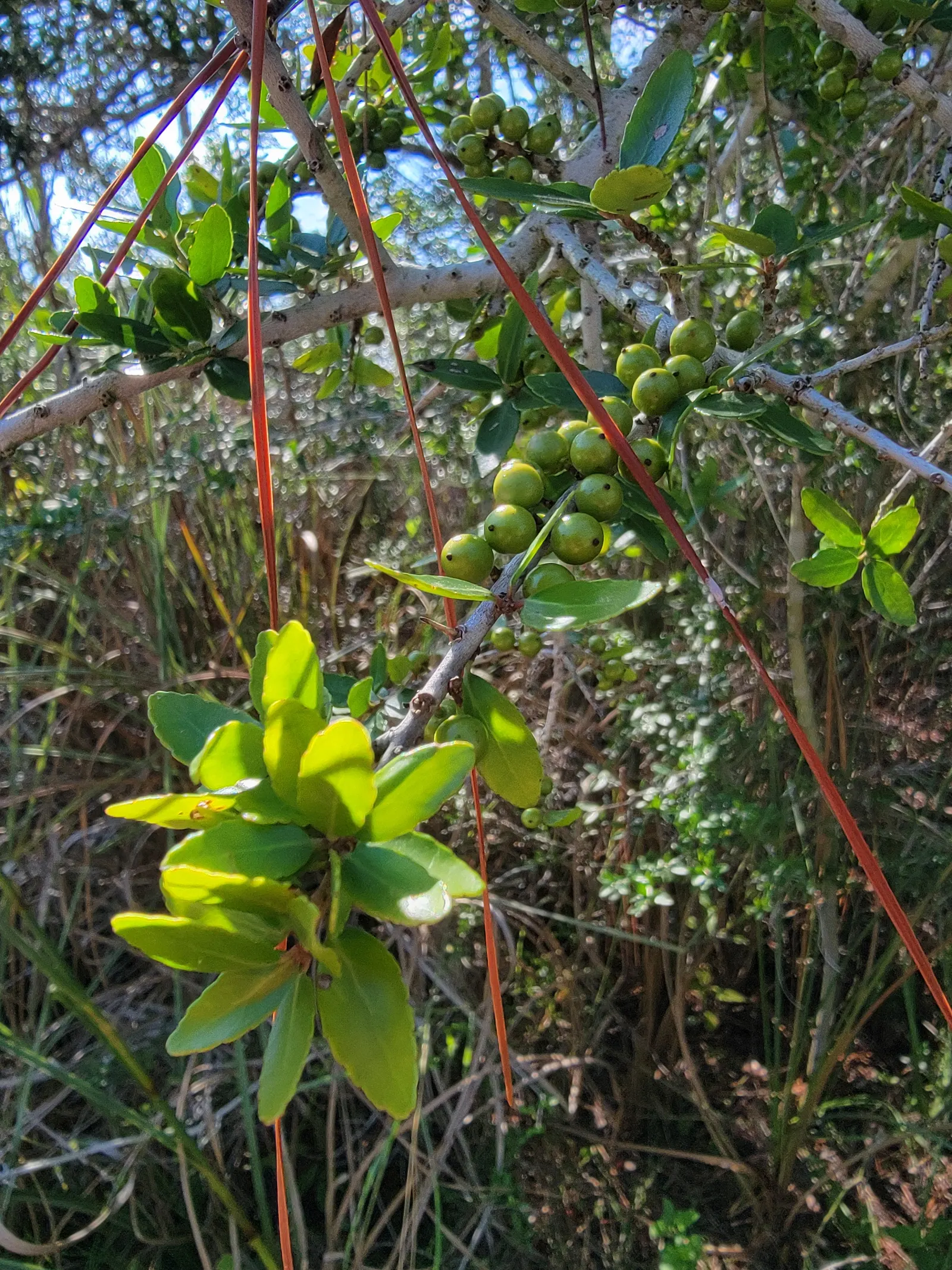Yaupon (Ilex Vomitoria) — It is hardy in USDA Zones 7 through 9