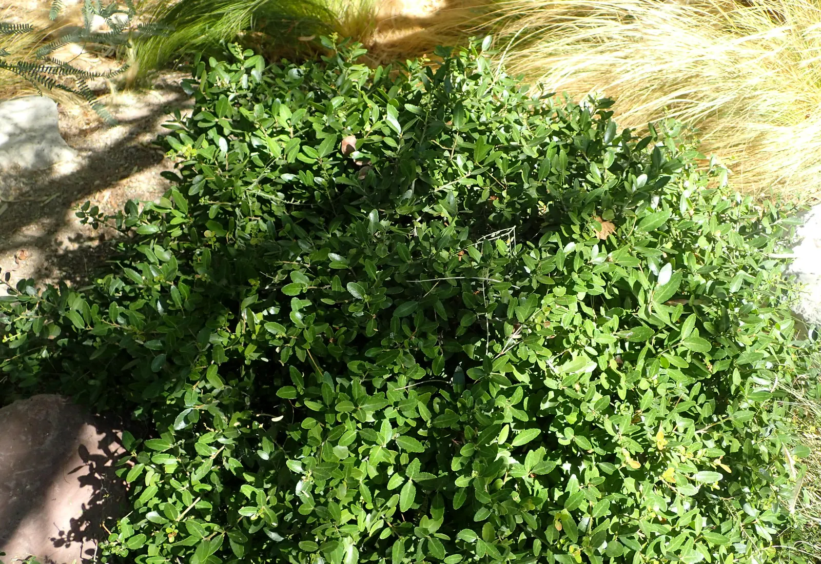 Yaupon (Ilex Vomitoria) — Ilex vomitoria is particularly well-suited for coastal landscapes