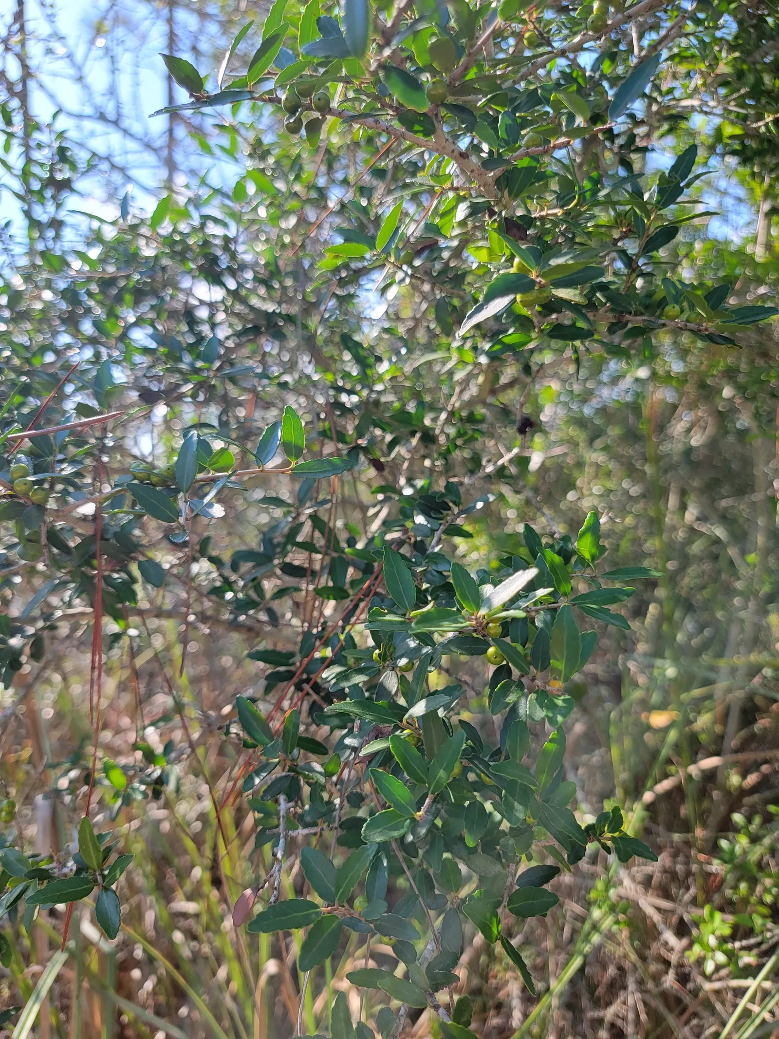Yaupon (Ilex Vomitoria) — inconspicuous white flowers bloom