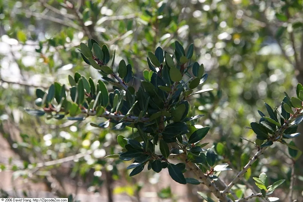 Yaupon (Ilex Vomitoria) — Tolerant of various soils, drought, and salt, it's perfect for hedges or wildlife gardens