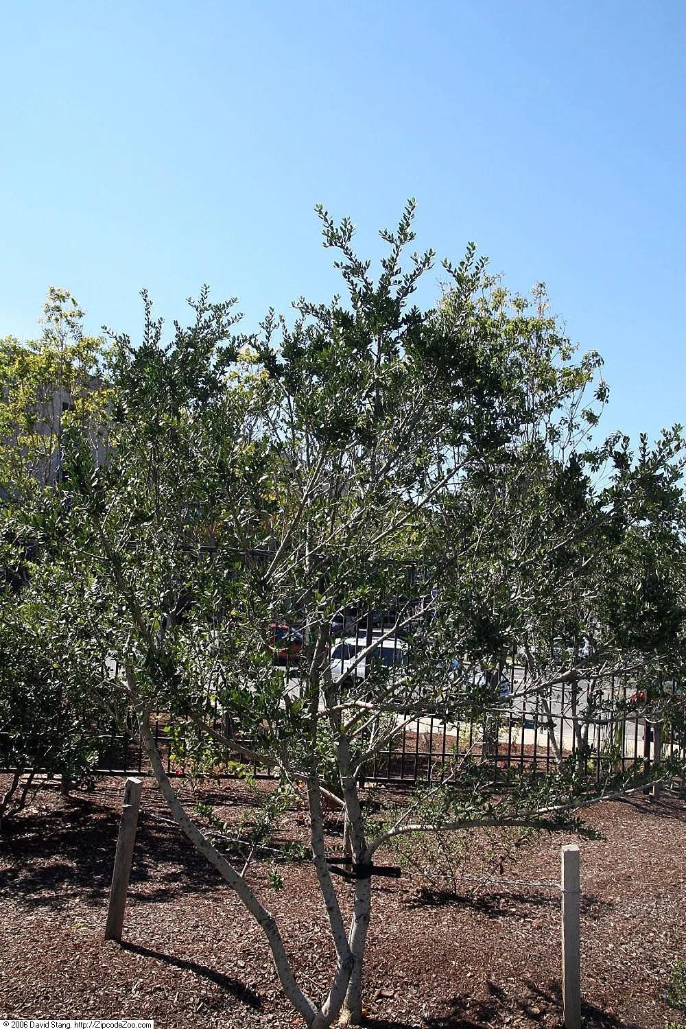 Yaupon (Ilex Vomitoria) — Tolerant of various soils, drought, and salt, it's perfect for hedges or wildlife gardens; the Yaupon Holly, Ilex vomitoria, is an