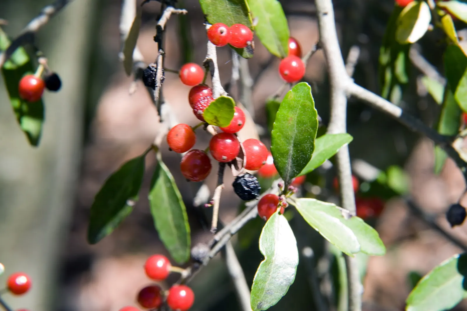Yaupon (Ilex Vomitoria) — It stands 15-20 feet tall and spreads 10-15 feet wide; leathery leaves of the Yaupon Holly are a lustrous dark green