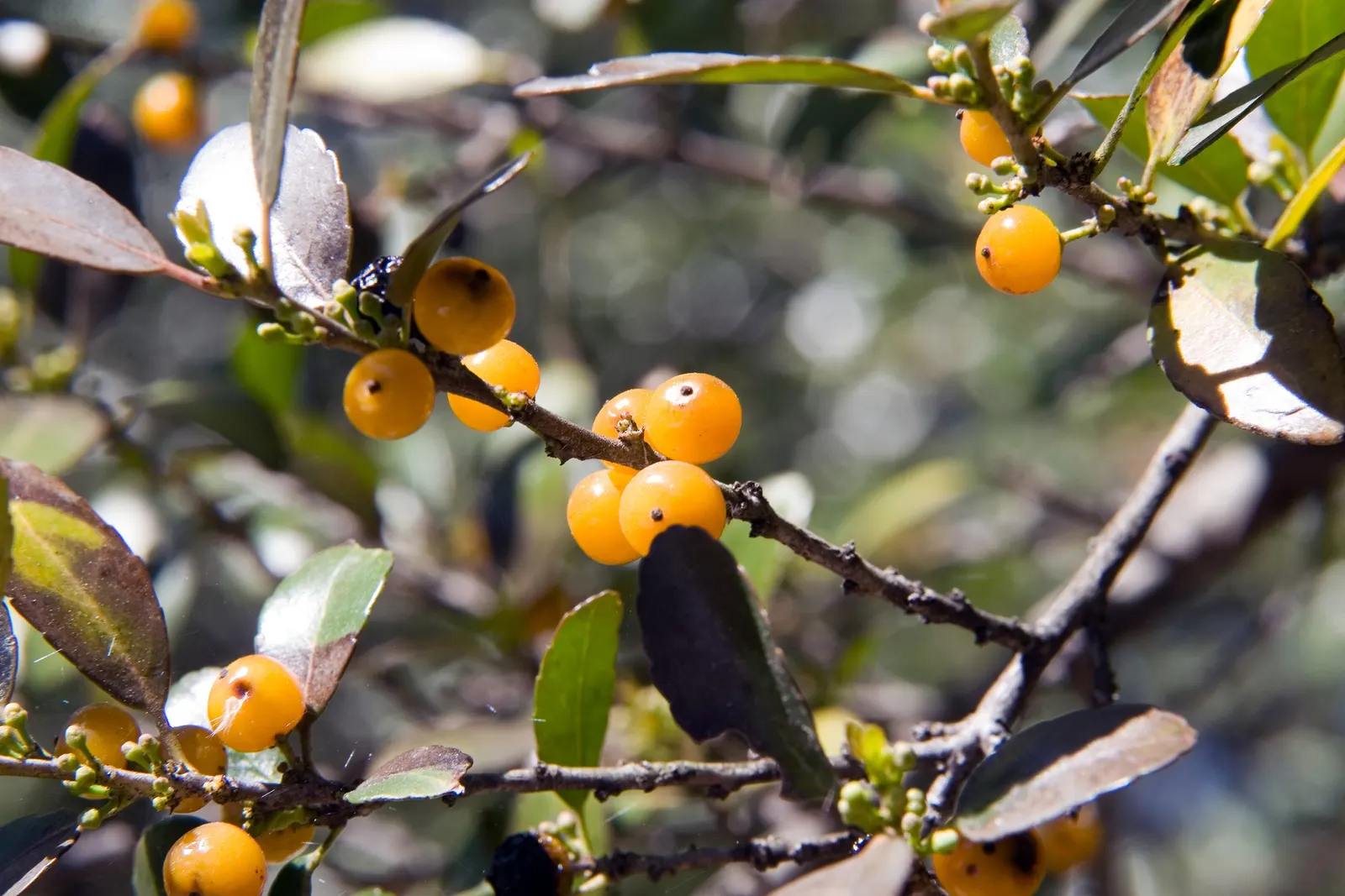 Yaupon (Ilex Vomitoria) — which are followed by a vibrant display of red to orange berries in the fall and winter; it is hardy in USDA Zones 7 through 9
