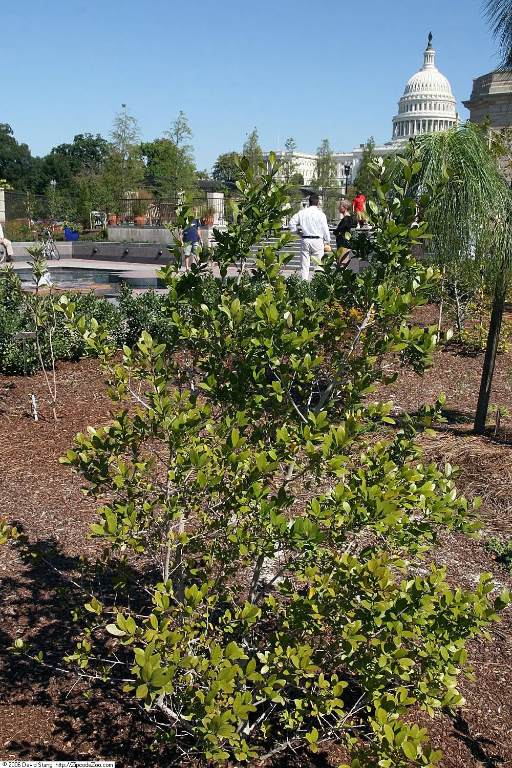 Yaupon (Ilex Vomitoria) — preferring well-drained soils but tolerating both wet and dry sites