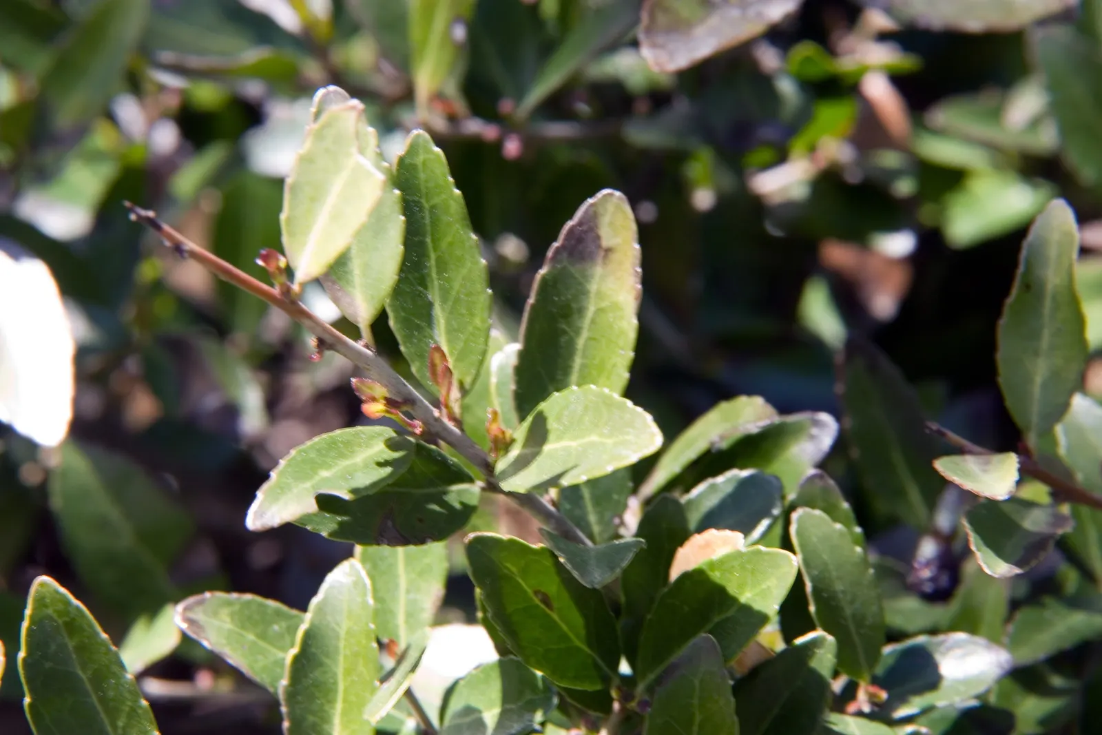 Yaupon (Ilex Vomitoria) — though it can be pruned to a smaller size