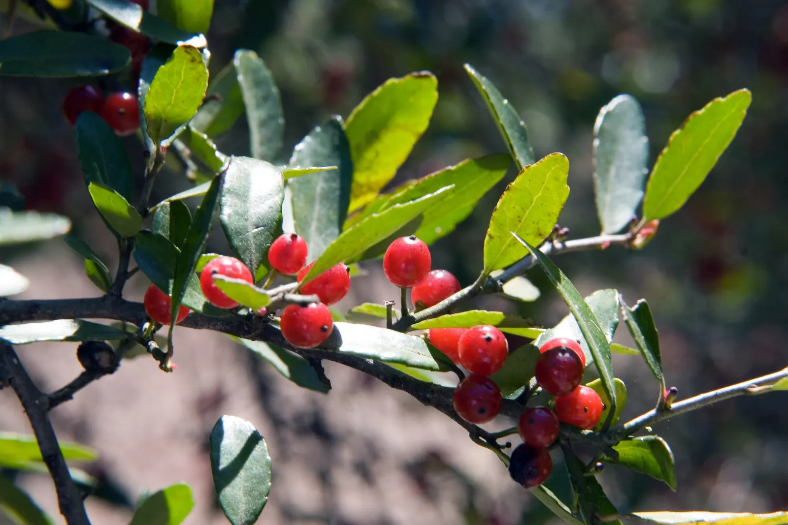 Yaupon (Ilex Vomitoria) — making it an ideal candidate for formal gardens or naturalistic designs; the plant exhibits a dense