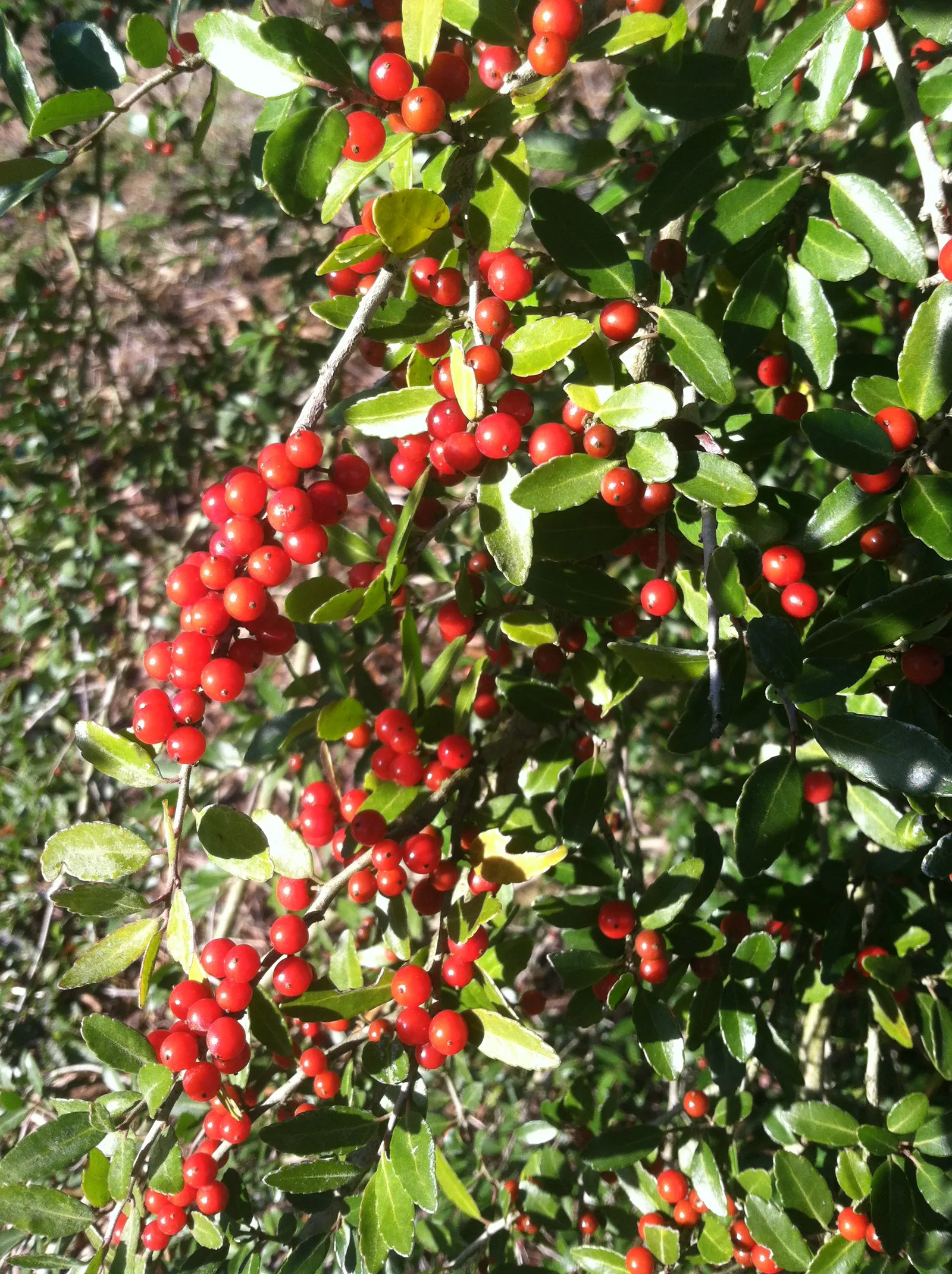 Yaupon (Ilex Vomitoria) — providing year-round interest and support for local bird populations; preferring well-drained soils but tolerating both wet and dry