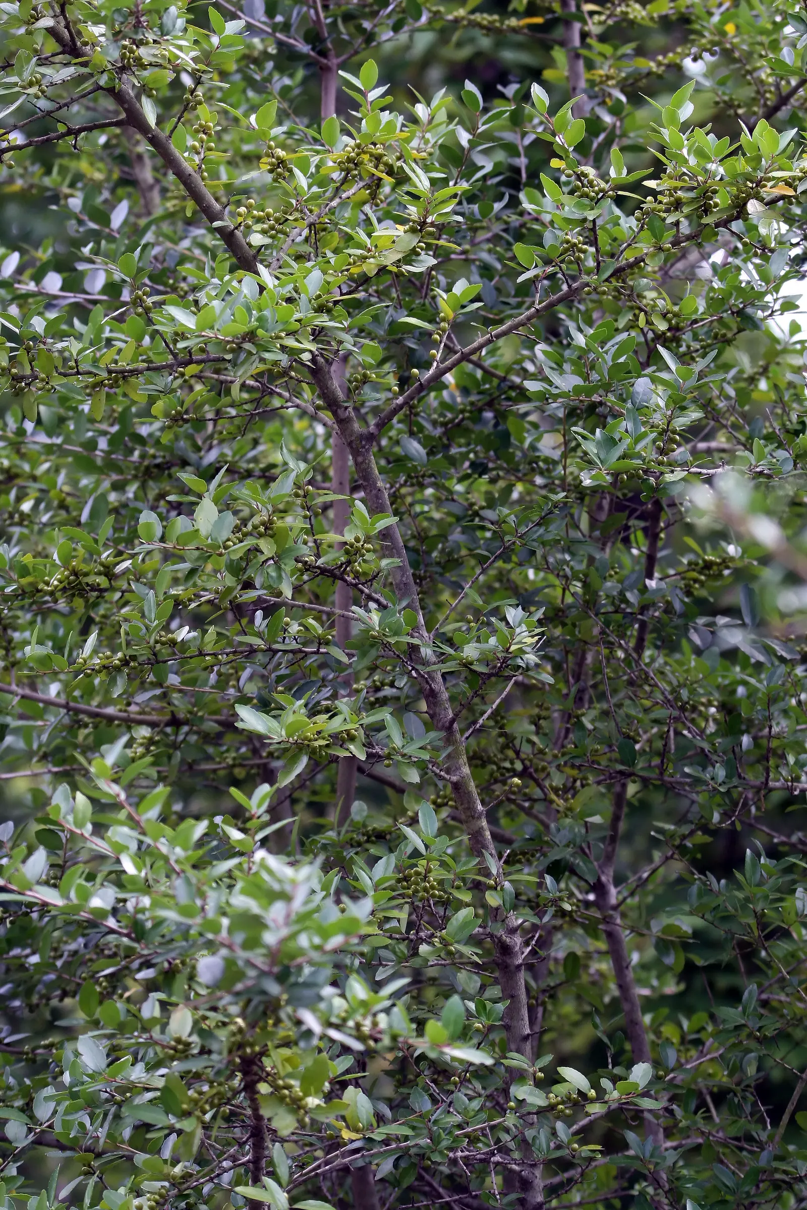 Yaupon (Ilex Vomitoria) — requiring minimal maintenance once integrated into your garden