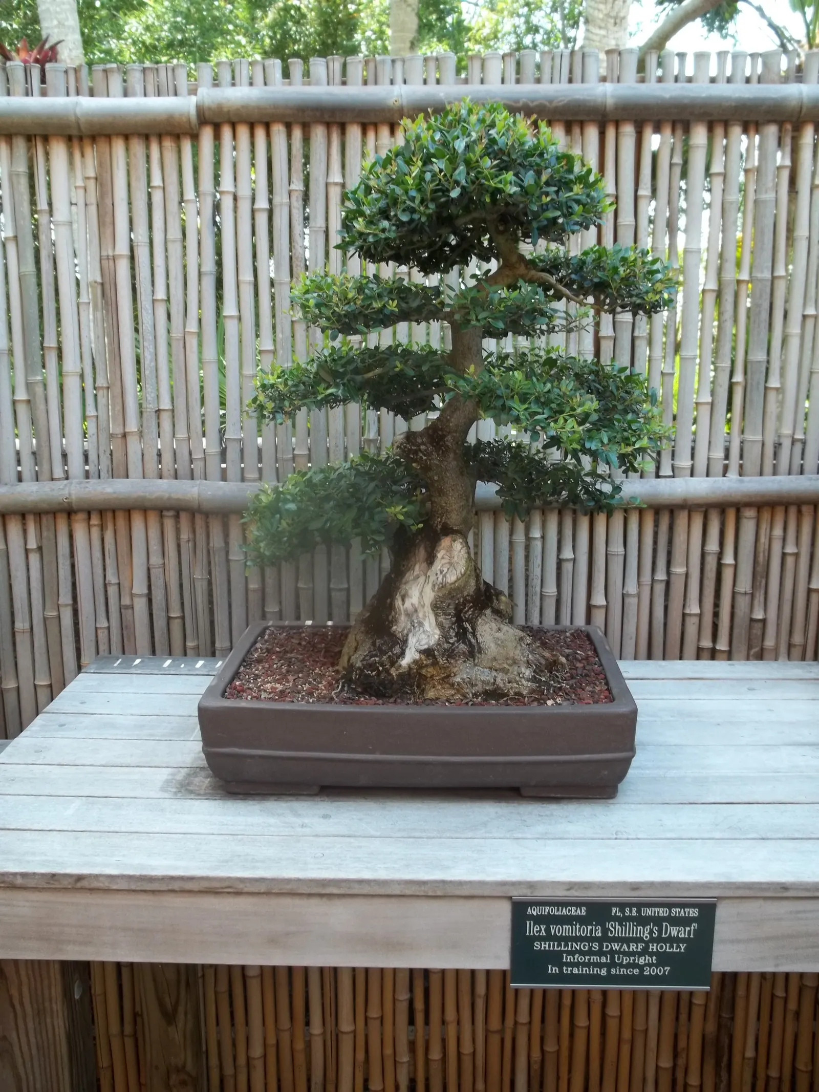 Yaupon (Ilex Vomitoria) — though it can be pruned to a smaller size; inconspicuous white flowers bloom