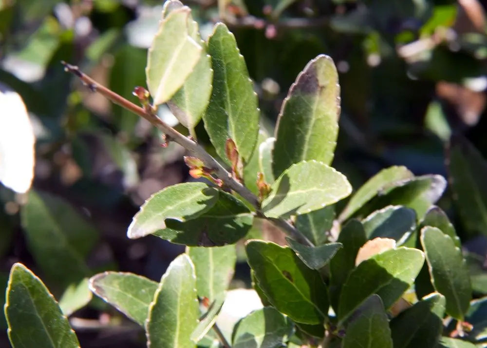 Yaupon (Ilex Vomitoria) — Yaupon Holly (Ilex vomitoria) is a versatile native shrub that brings year-round interest to any landscape