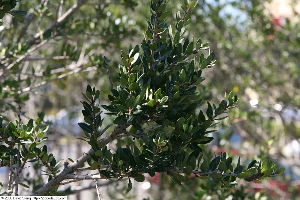 Yaupon (Ilex Vomitoria) — Ilex vomitoria is particularly well-suited for coastal landscapes; glossy leaves and red berries on female plants