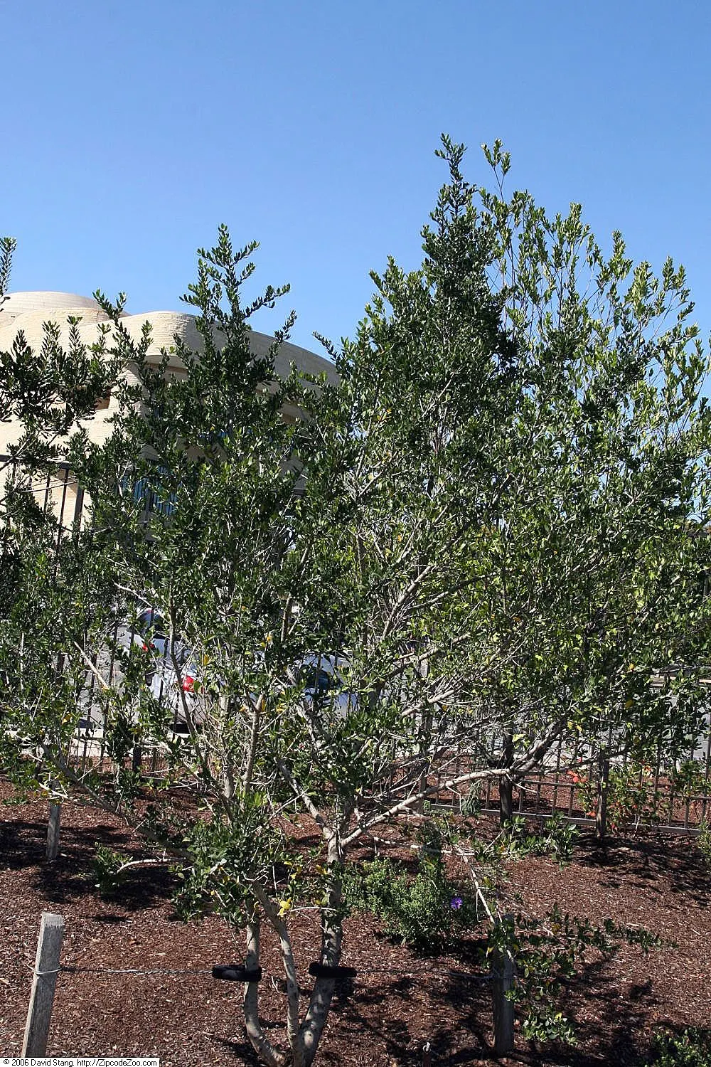Yaupon (Ilex Vomitoria) — It is hardy in USDA Zones 7 through 9; which are followed by a vibrant display of red to orange berries in the fall and winter
