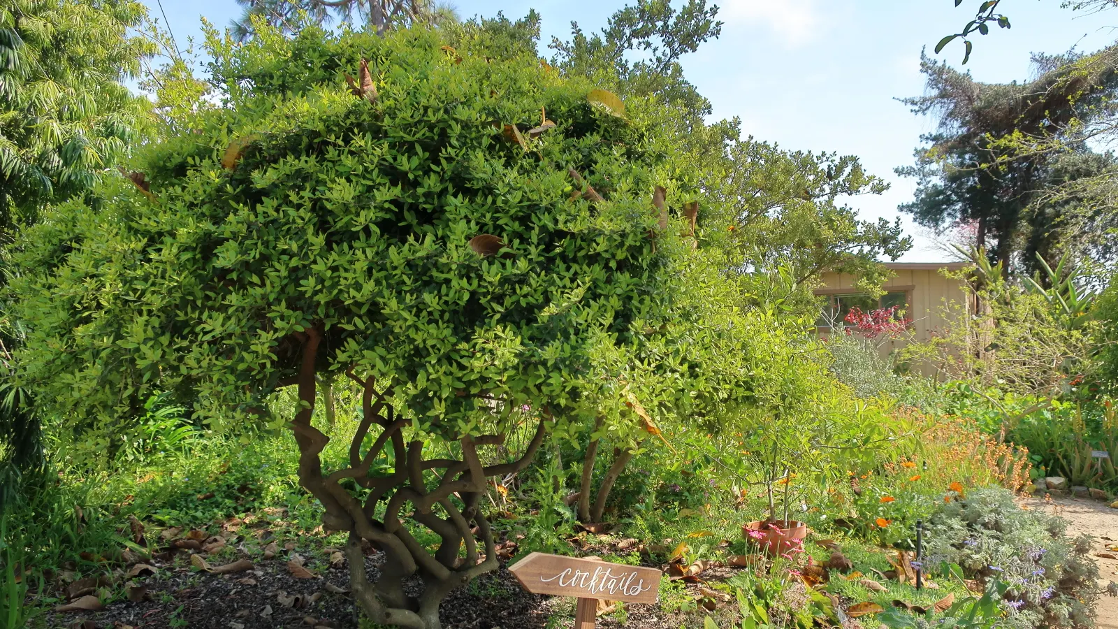 Yaupon (Ilex Vomitoria) — With its high tolerance for salt spray and drought once established; this native plant is resistant to pests and diseases