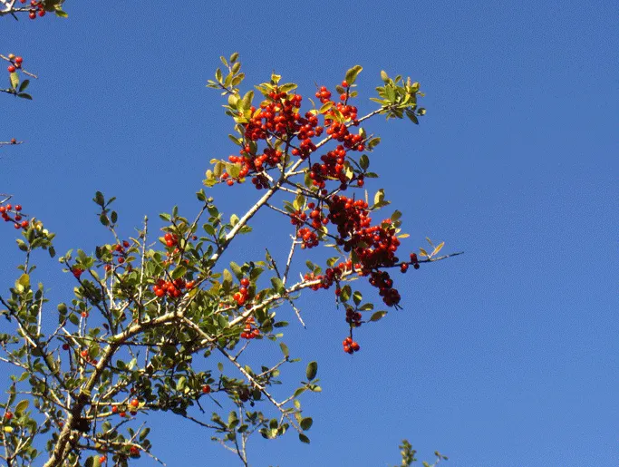 Yaupon (Ilex Vomitoria) — shrub for full or half