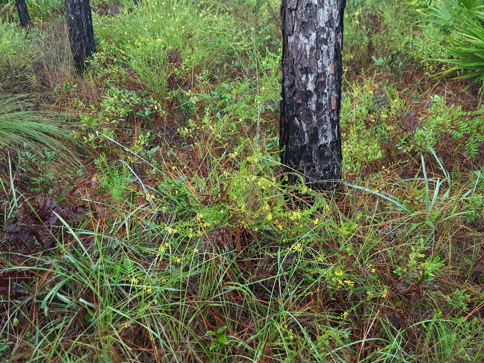 Yaupon (Ilex Vomitoria) — These berries provide a valuable food source for birds and other wildlife; shrub with green blooms