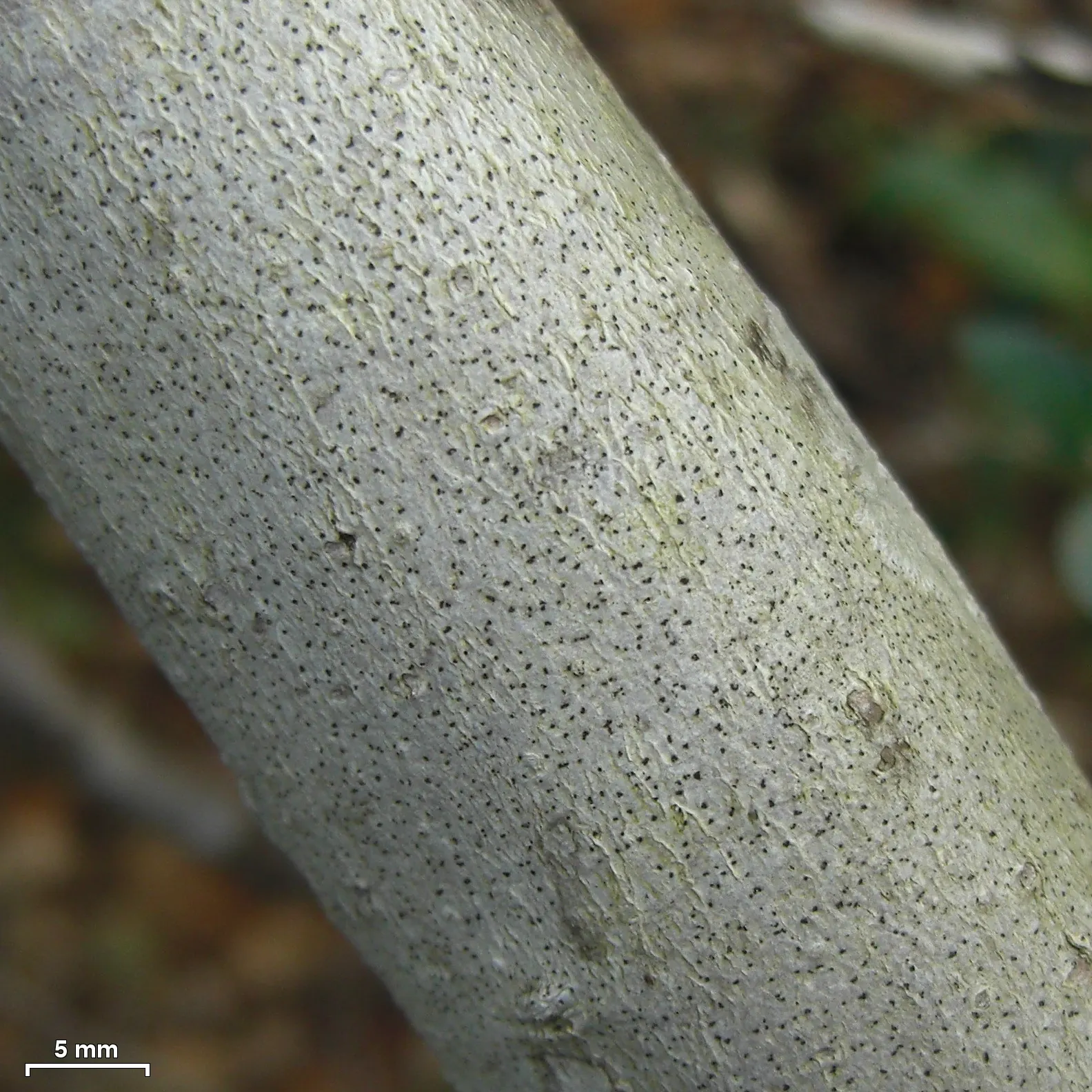Yaupon (Ilex Vomitoria) — preferring well-drained soils but tolerating both wet and dry sites; providing year-round interest and support for local bird
