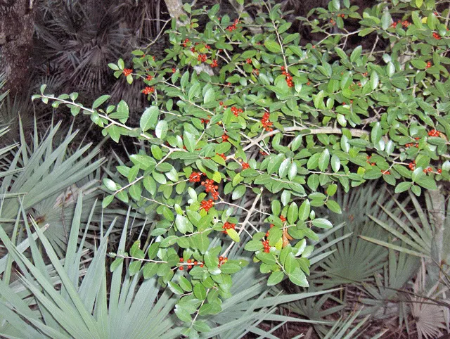 Yaupon (Ilex Vomitoria) — It serves both ornamental and practical uses; this durable evergreen plant typically grows to a height of 15 to 20 feet and spreads