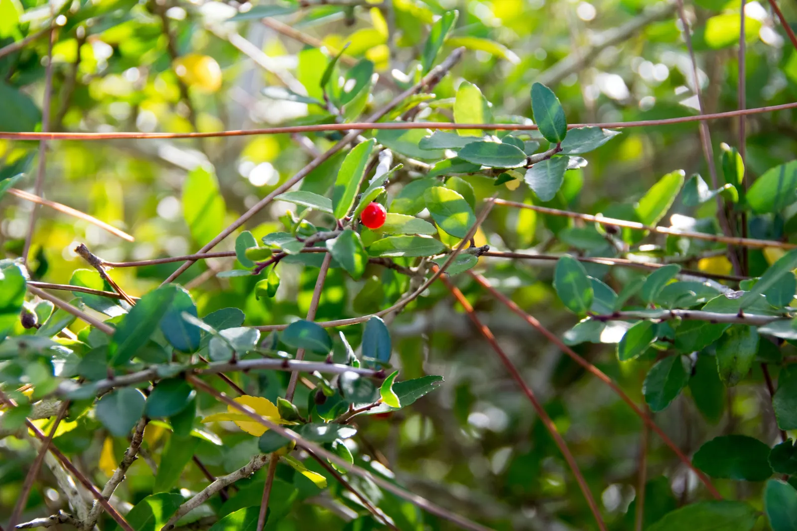 Yaupon (Ilex Vomitoria) — inconspicuous white flowers bloom; though it can be pruned to a smaller size