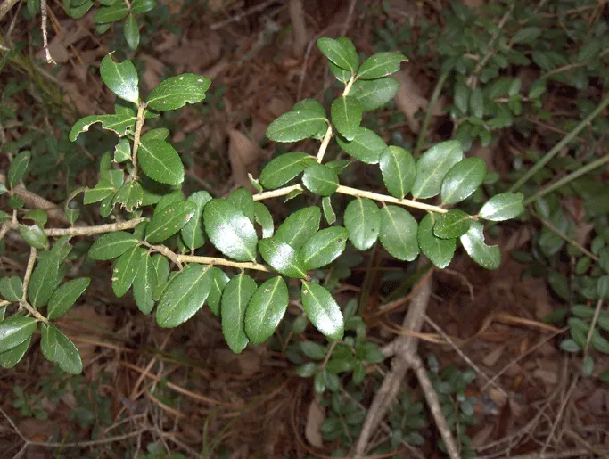 Yaupon (Ilex Vomitoria) — green flowers in the garden