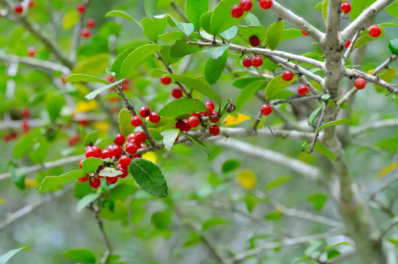 Yaupon (Ilex Vomitoria) — glossy leaves and red berries on female plants