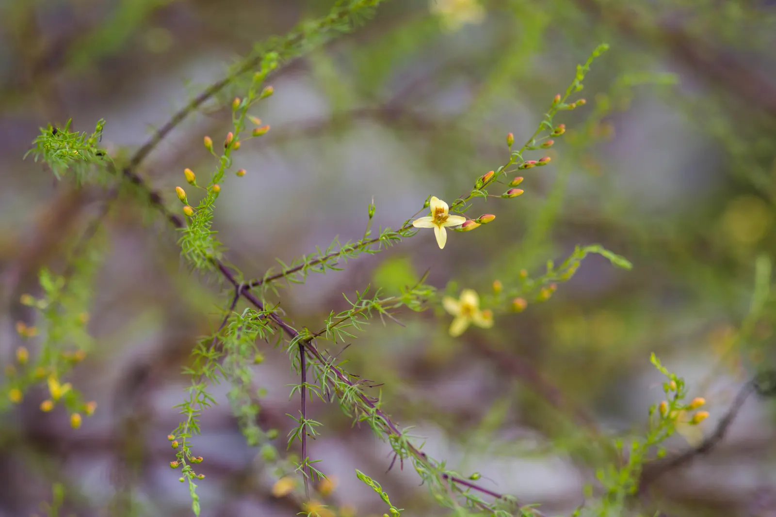 Yaupon (Ilex Vomitoria) — leathery leaves of the Yaupon Holly are a lustrous dark green
