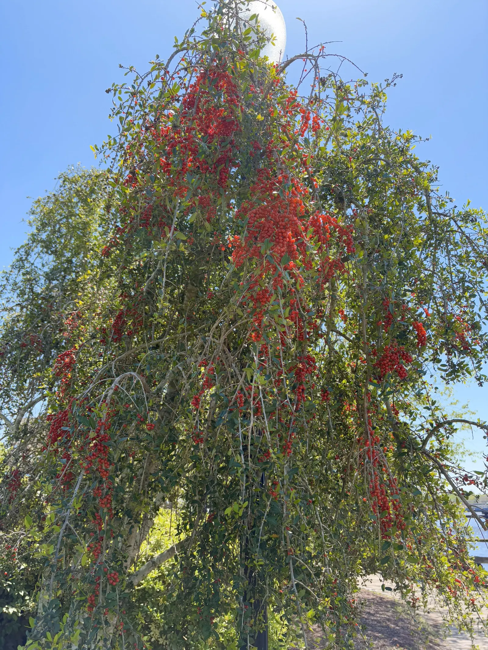 Yaupon (Ilex Vomitoria) — These berries provide a valuable food source for birds and other wildlife