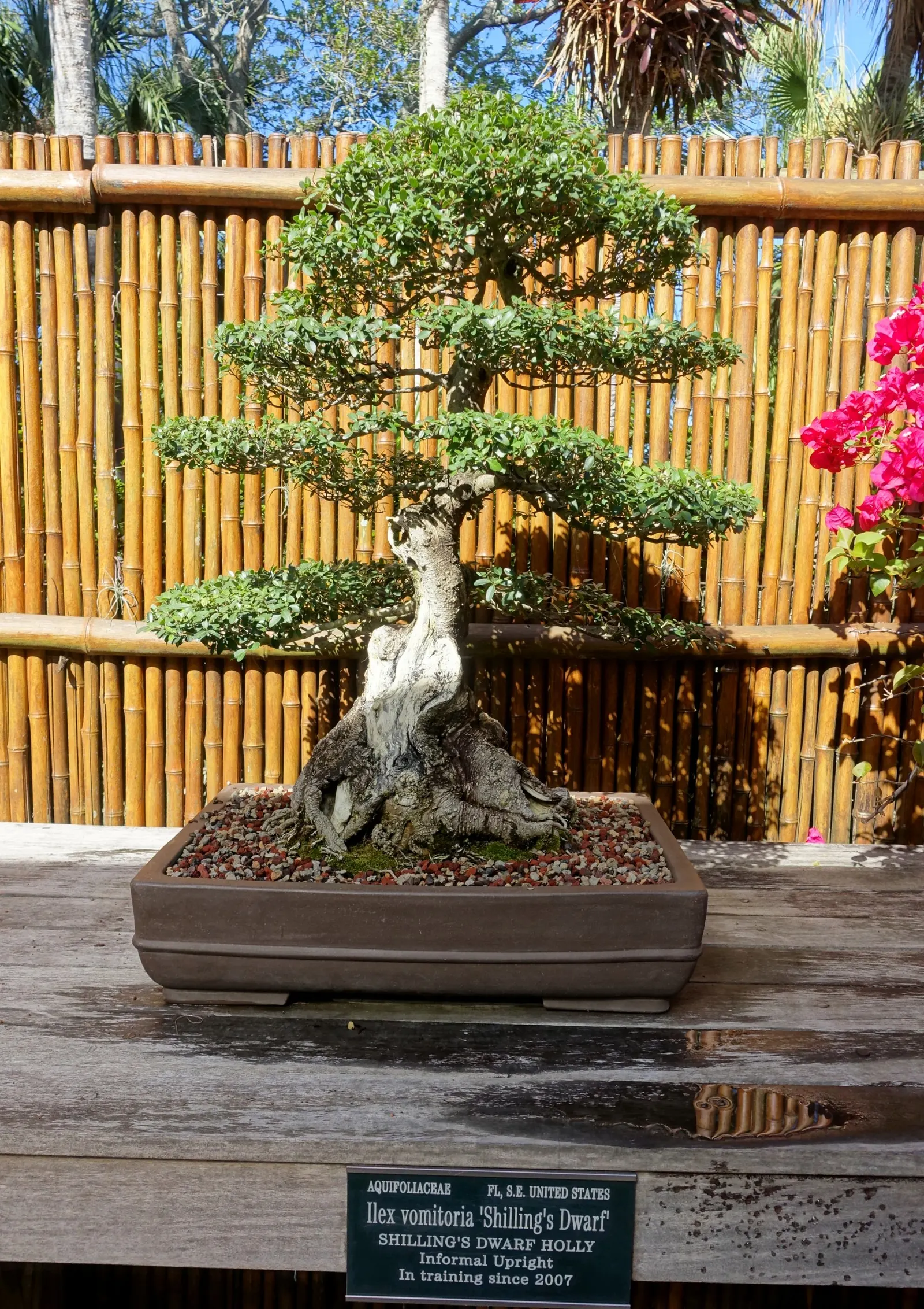 Yaupon (Ilex Vomitoria) — this native plant is resistant to pests and diseases