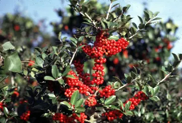 Yaupon (Ilex Vomitoria) — The Yaupon Holly, Ilex vomitoria, is an evergreen native to southeastern North America