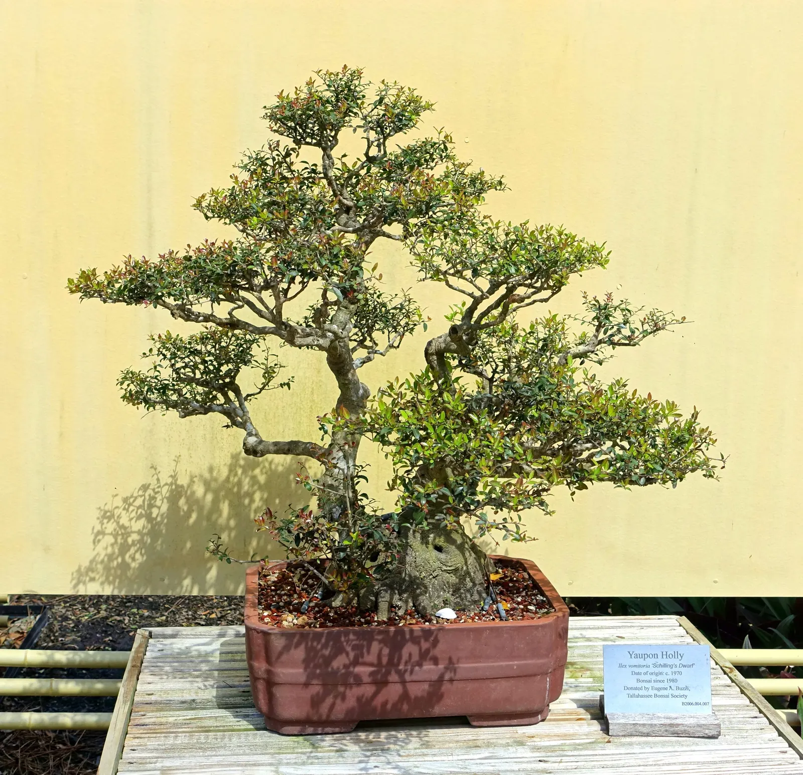 Yaupon (Ilex Vomitoria) — This durable evergreen plant typically grows to a height of 15 to 20 feet and spreads out 10 to 15 feet wide; it serves both