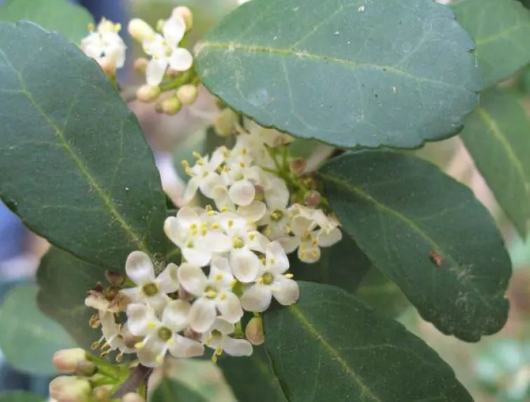 Yaupon (Ilex Vomitoria) — It serves both ornamental and practical uses