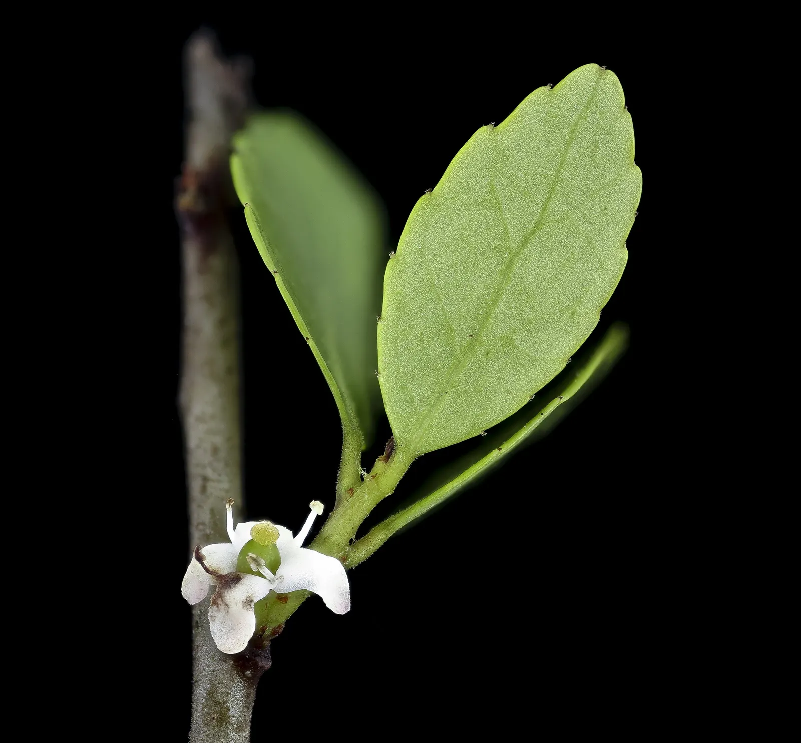 Yaupon (Ilex Vomitoria) — Yaupon Holly (Ilex vomitoria) is a versatile native shrub that brings year-round interest to any landscape; green flowers in the