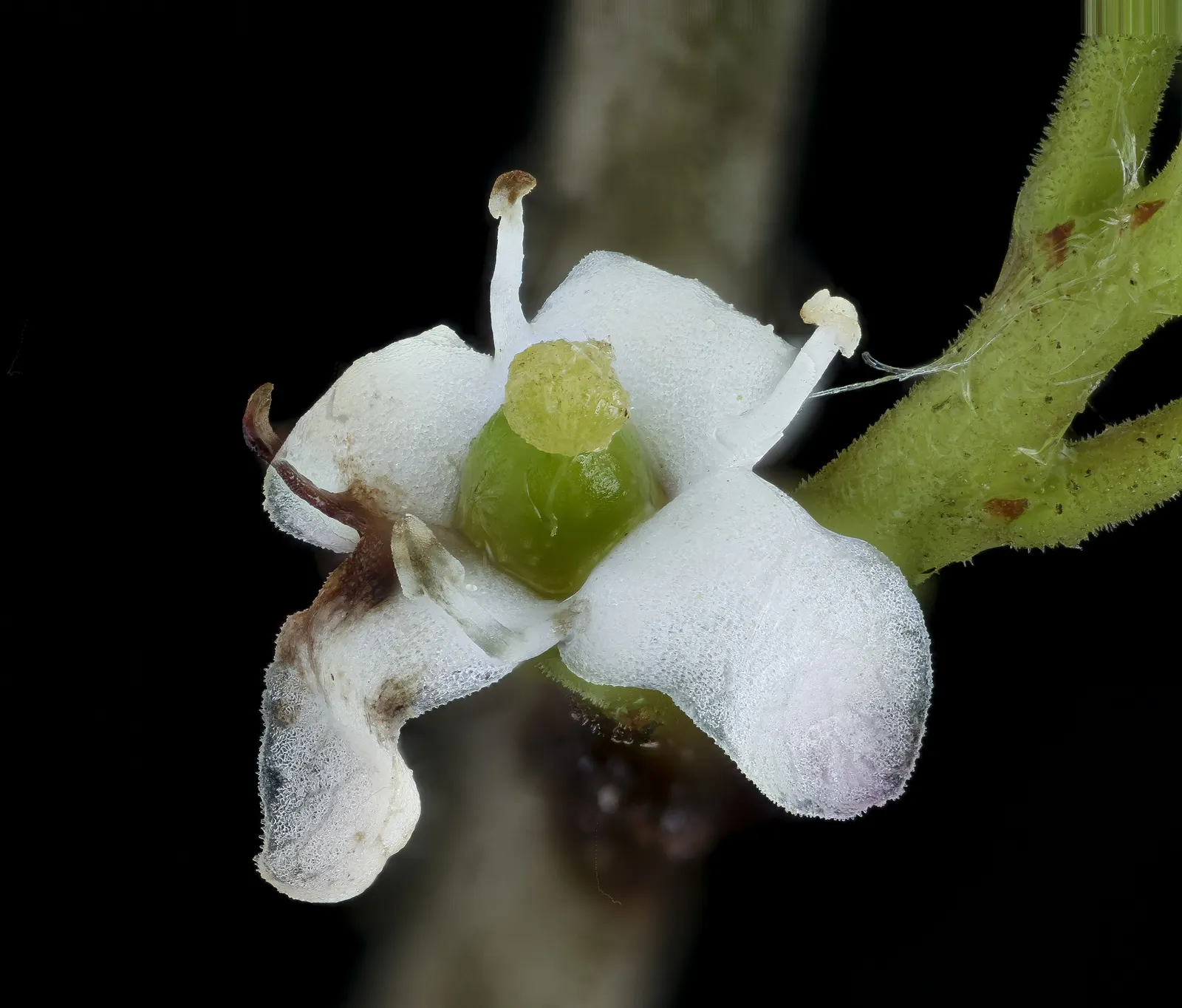 Yaupon (Ilex Vomitoria) — The Yaupon Holly, Ilex vomitoria, is an evergreen native to southeastern North America; tolerant of various soils, drought, and salt