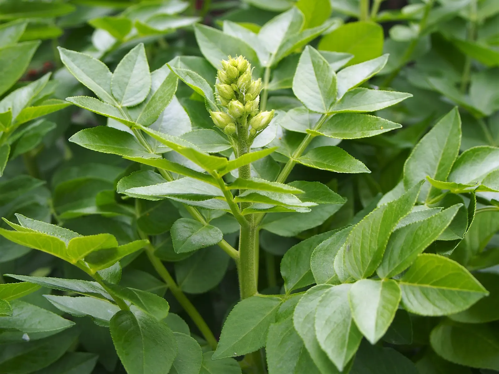 Gas Plant (Dictamnus Albus) — Adds a striking vertical element to borders or cottage gardens