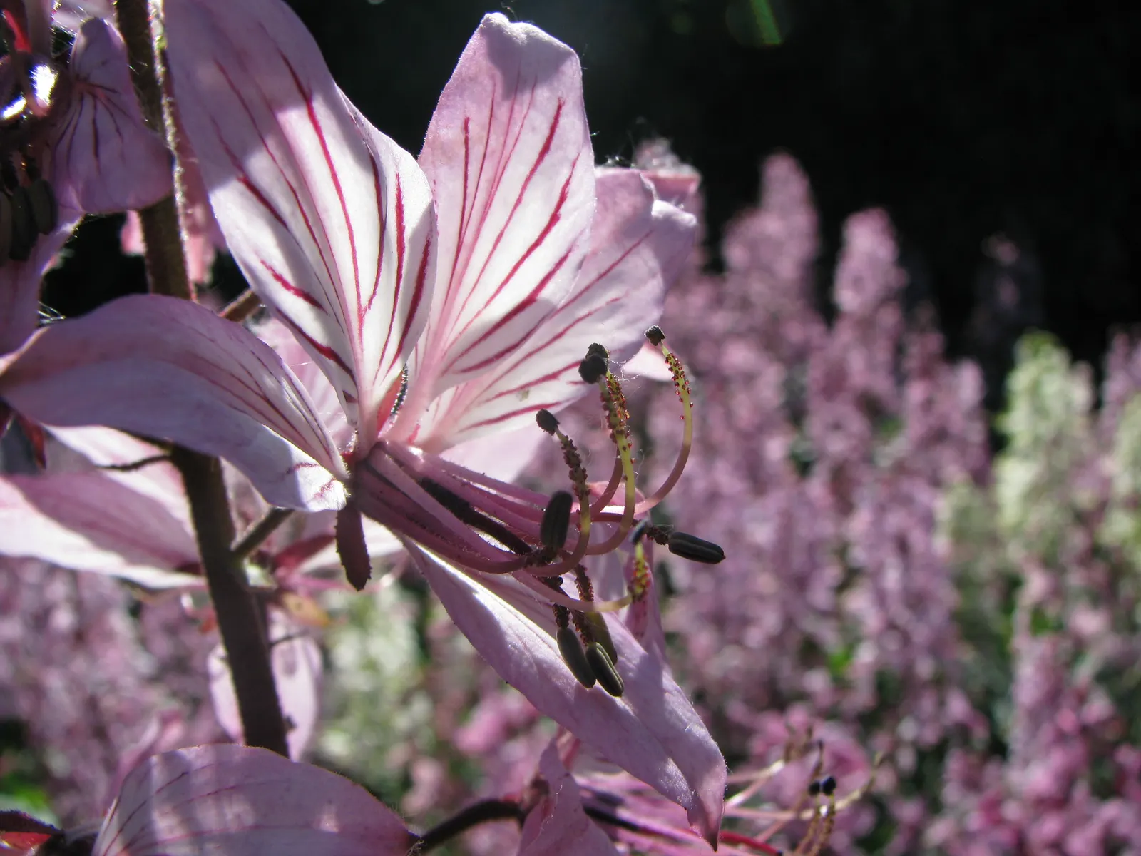 Gas Plant (Dictamnus Albus) — drought-resistant once established; is a perennial herb known for its unique ability to exude a flammable gas on warm evenings