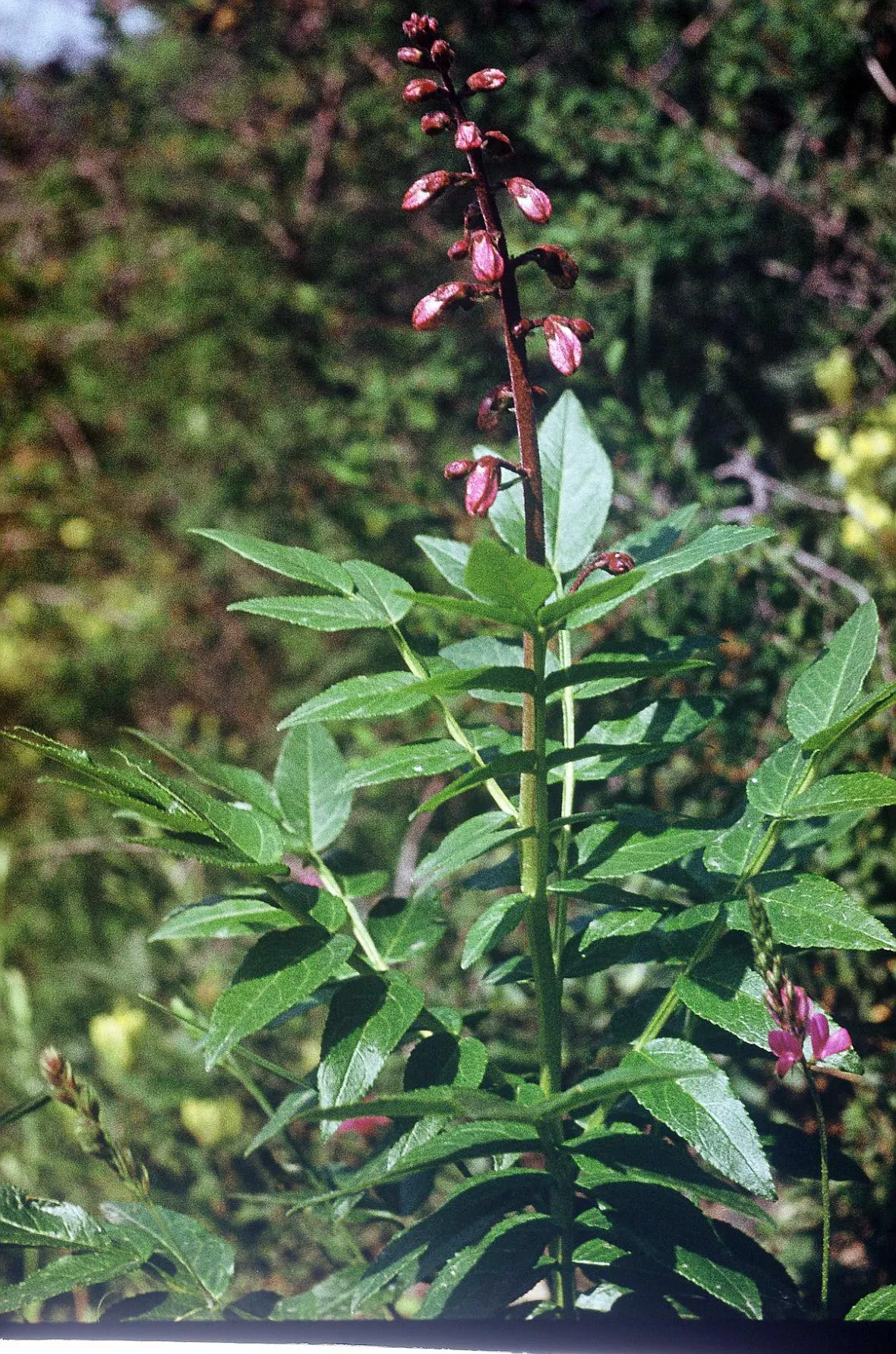 Gas Plant (Dictamnus Albus) — which can ignite when brought near a flame