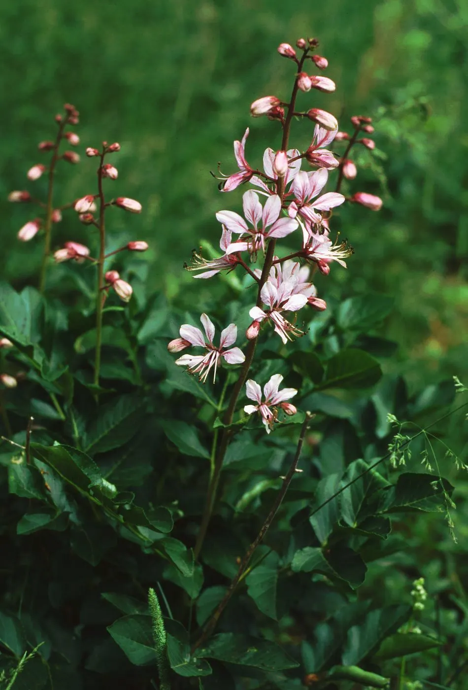 Gas Plant (Dictamnus Albus) — this captivating specimen requires an allocated space in full sun to part shade to truly flourish; perennial for full, image 69