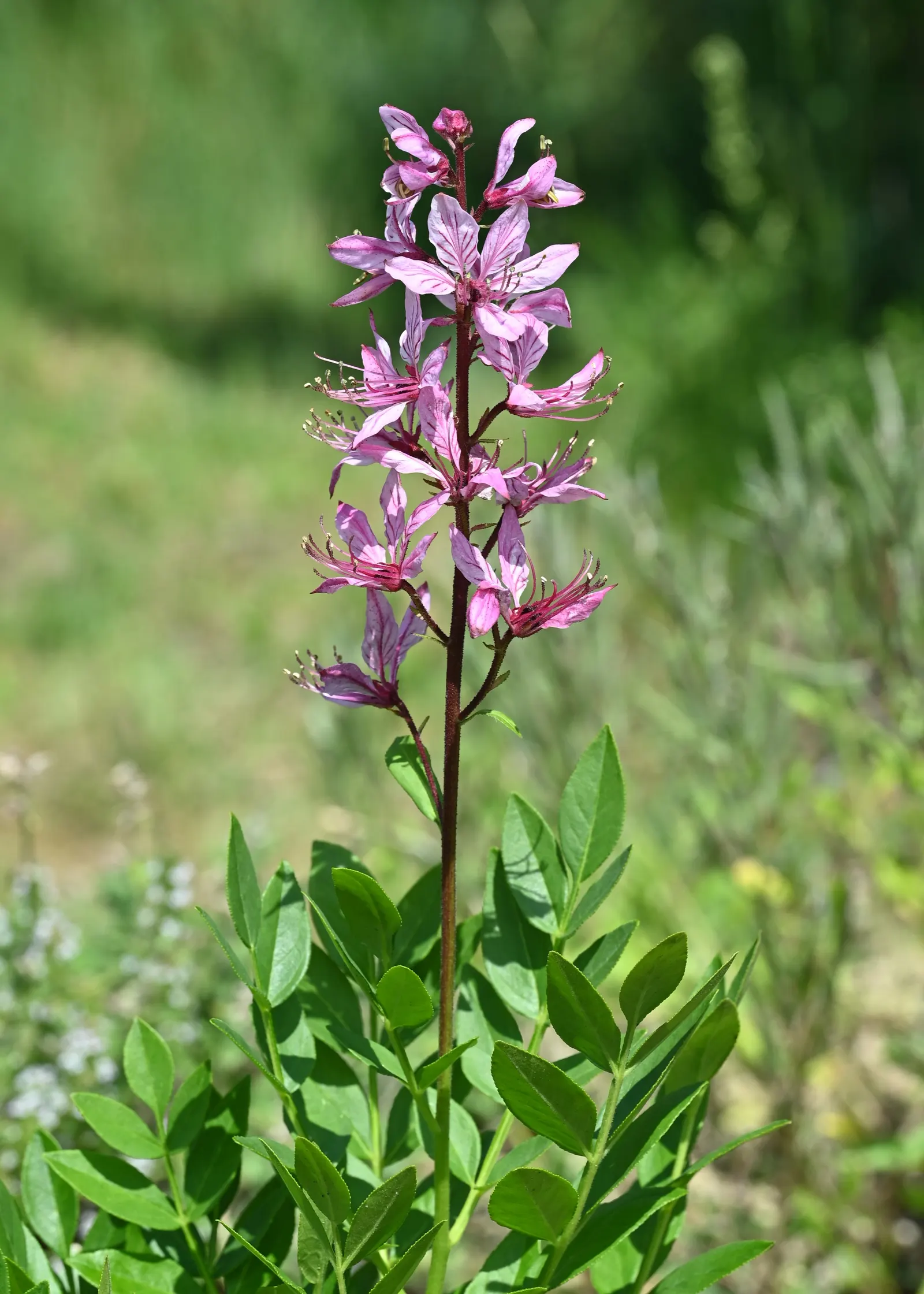 Gas Plant (Dictamnus Albus) — the leaves can span 3 to 5 inches in length; as the oils can also cause skin irritation.<br><br>Preferring, image 76