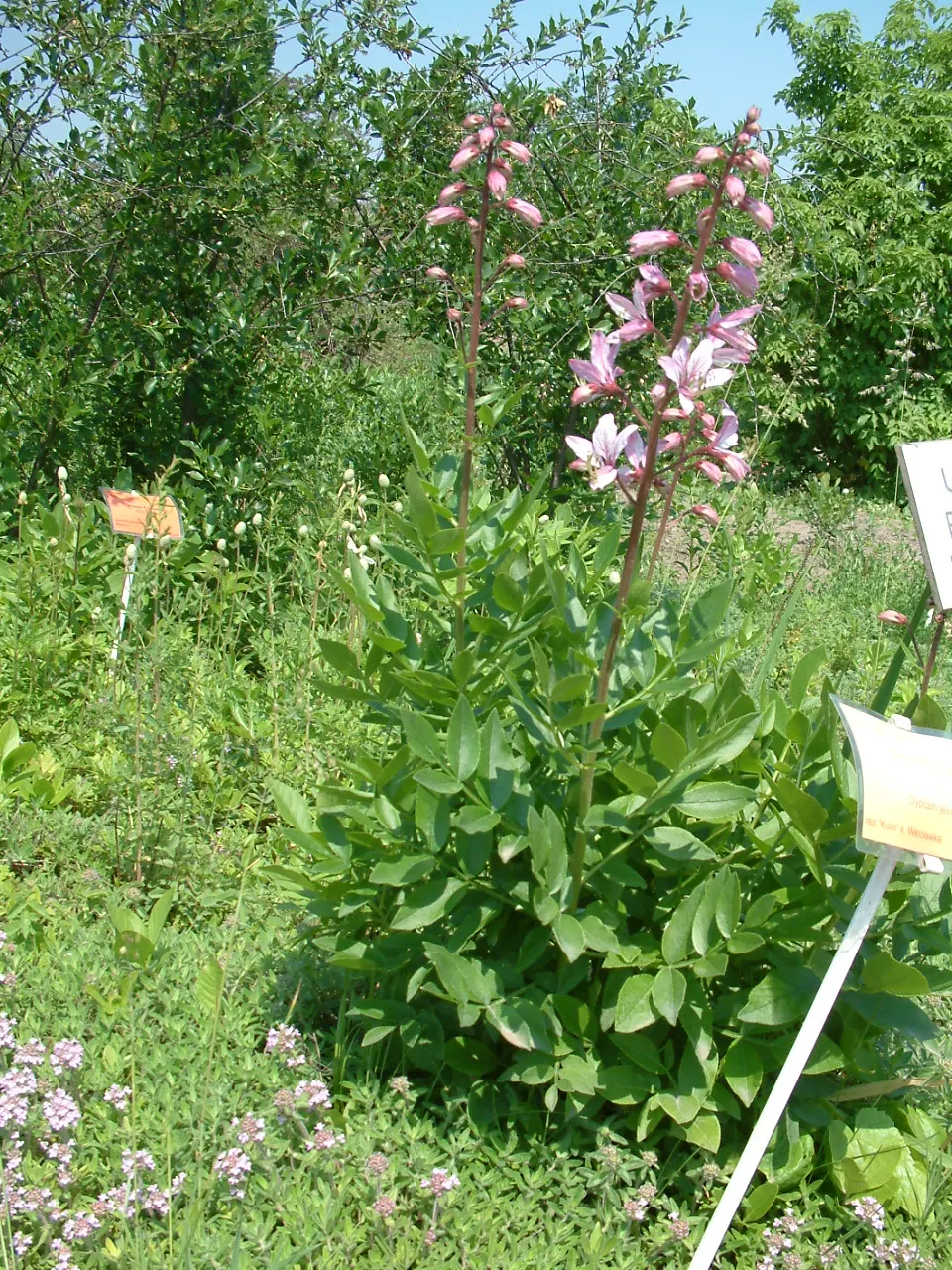Gas Plant (Dictamnus Albus) — scientifically known as Dictamnus albus