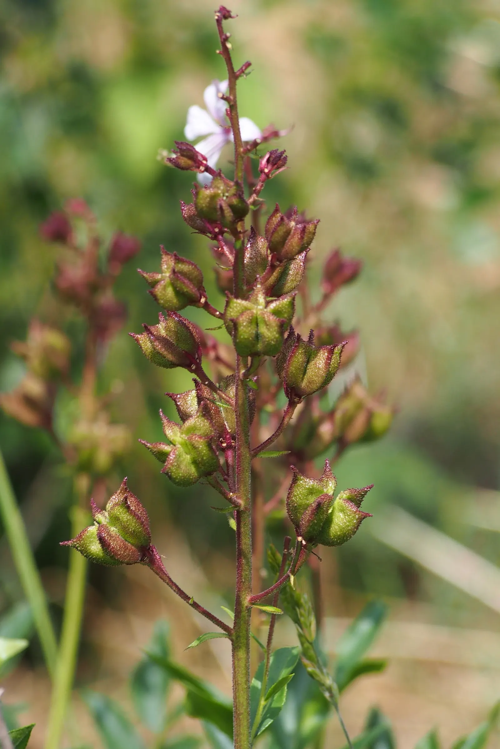Gas Plant (Dictamnus Albus) — Reaching a mature height of 2 to 4 feet and spreading up to 2 feet wide