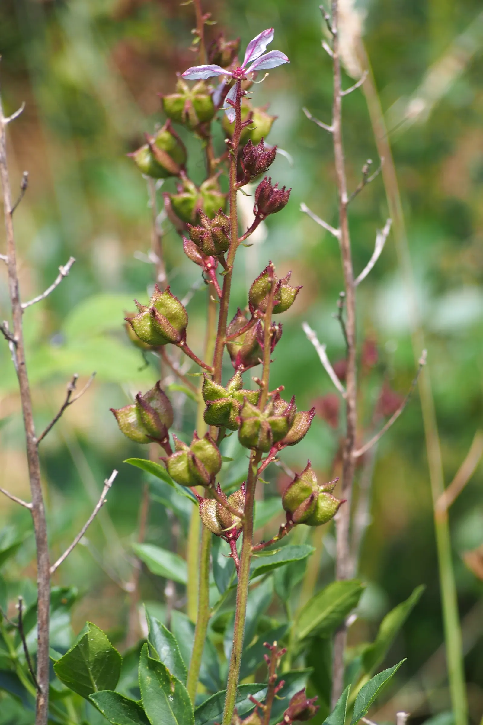 Gas Plant (Dictamnus Albus) — and largely unaffected by pests or diseases