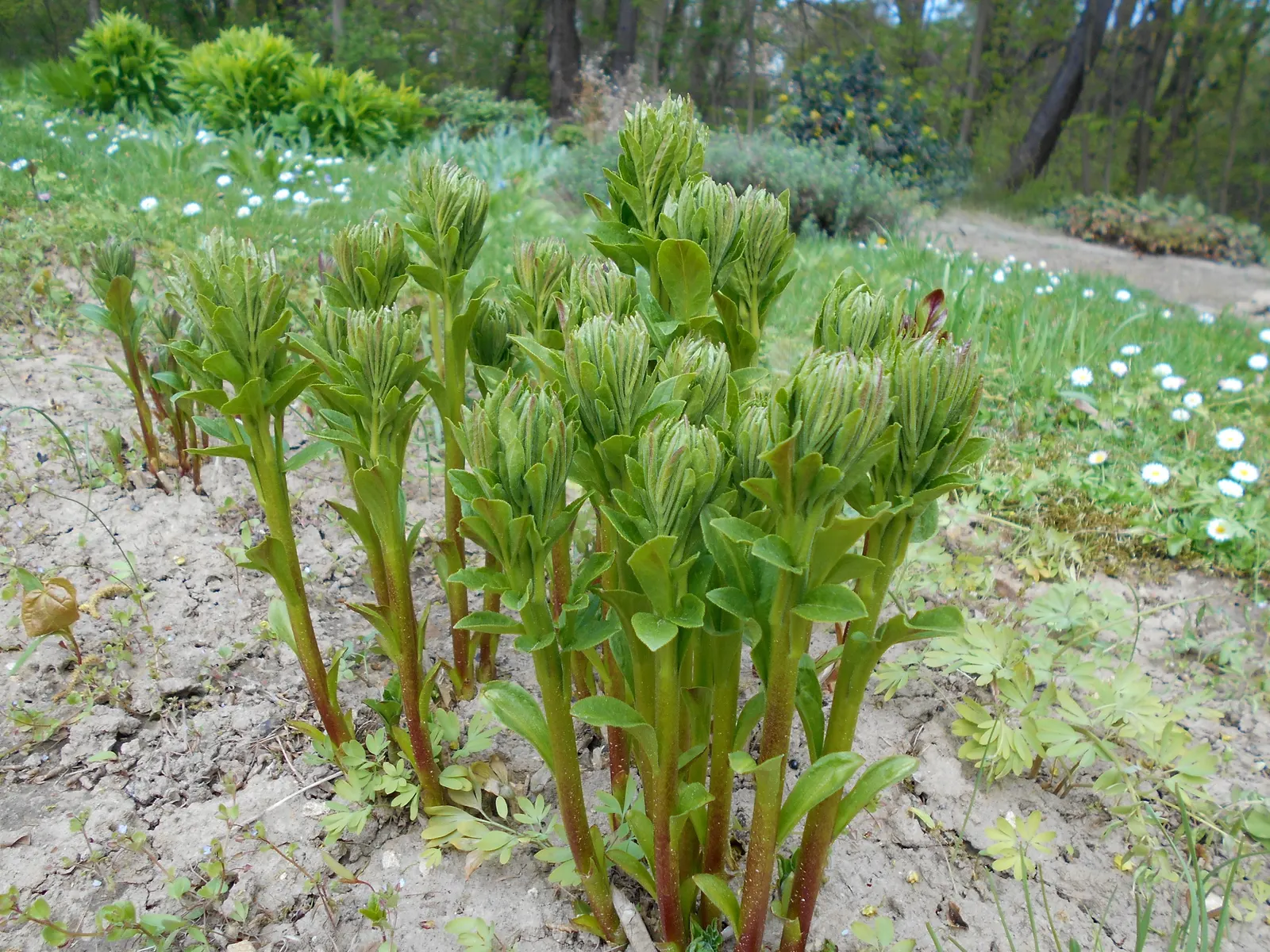 Gas Plant (Dictamnus Albus) — It showcases spikes of fragrant white or pink flowers in late spring to early summer; this characteristic should be considered