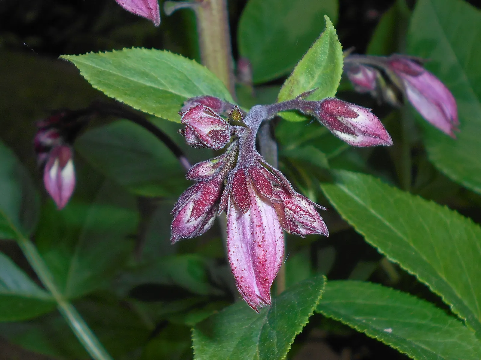 Gas Plant (Dictamnus Albus) — the leaves can span 3 to 5 inches in length