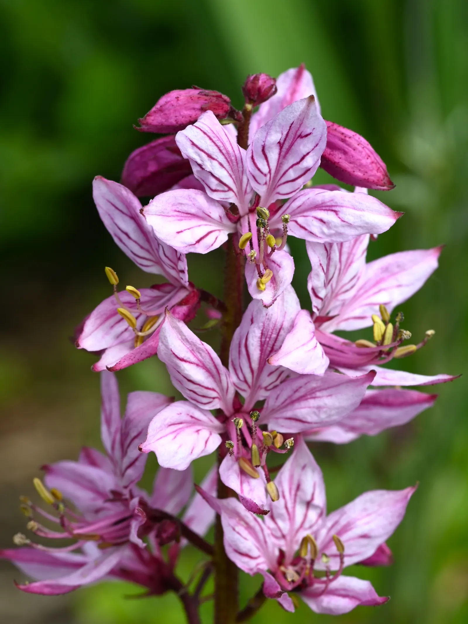 Gas Plant (Dictamnus Albus) — this characteristic should be considered with caution in the landscape design; it showcases spikes of fragrant white or pink