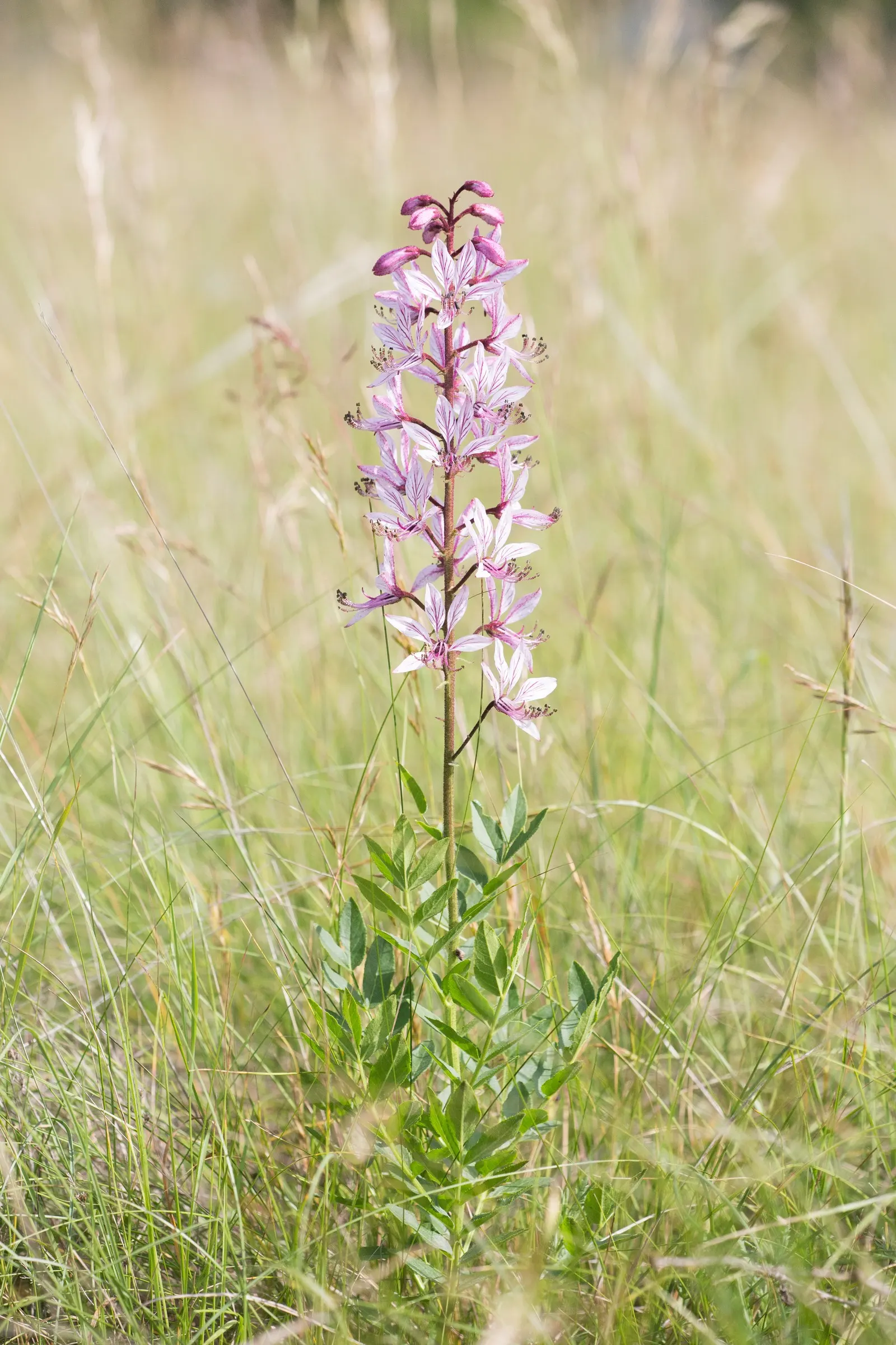 Gas Plant (Dictamnus Albus) — These blossoms are notably available in hues of white or pink with charming