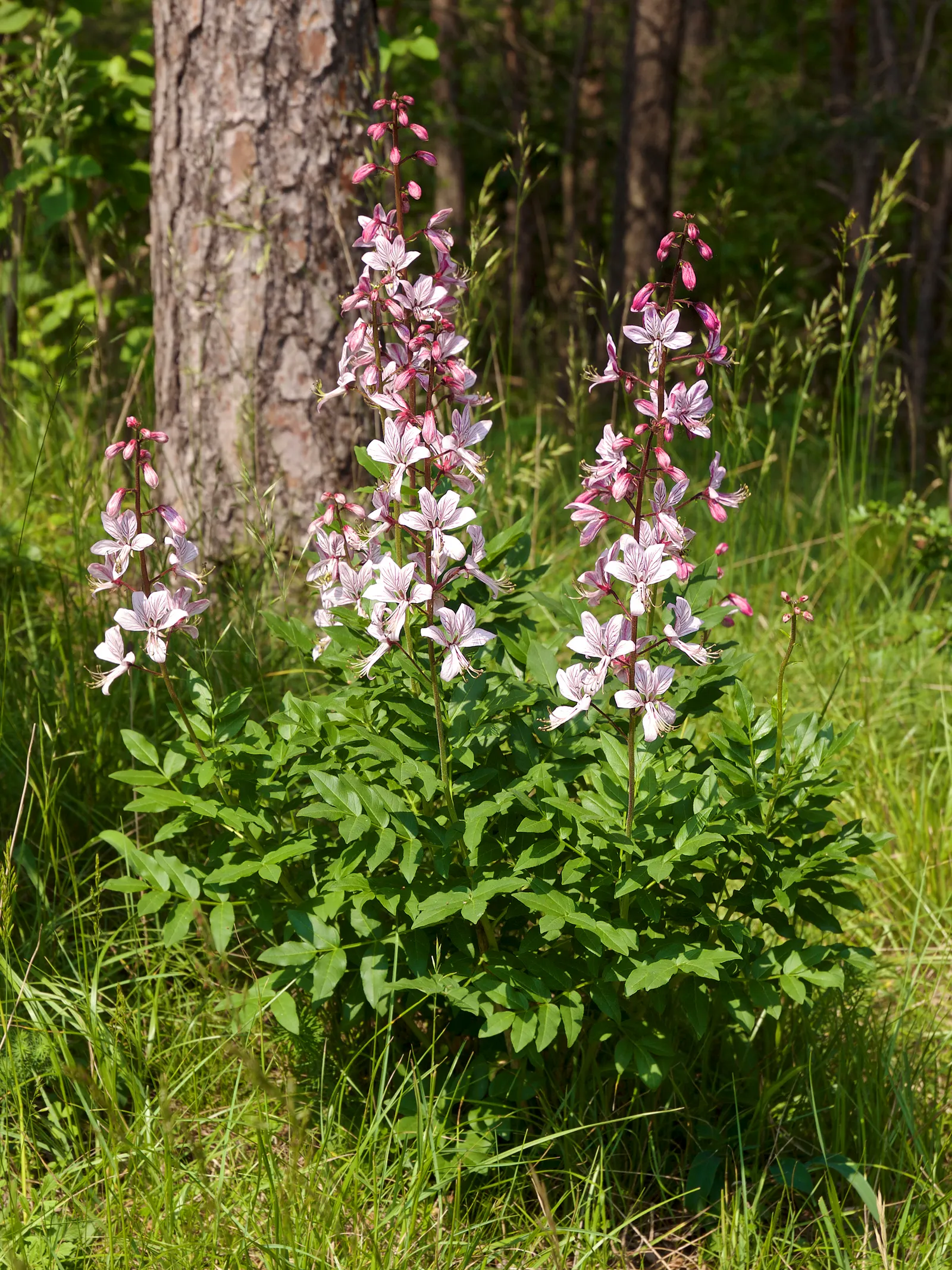 Gas Plant (Dictamnus Albus) — Dictamnus albus is low-maintenance