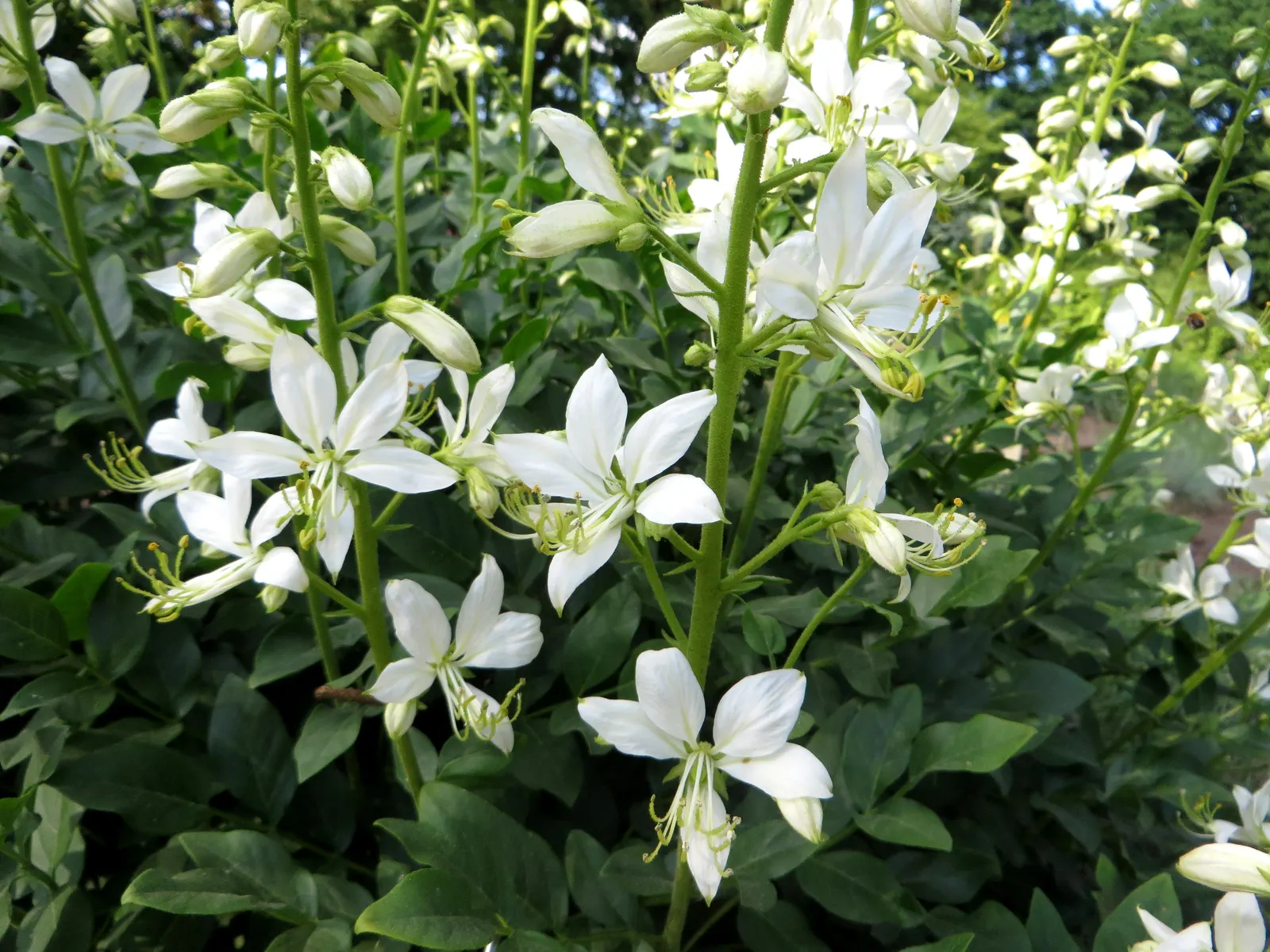 Gas Plant (Dictamnus Albus) — spike-like clusters (racemes) of flowers
