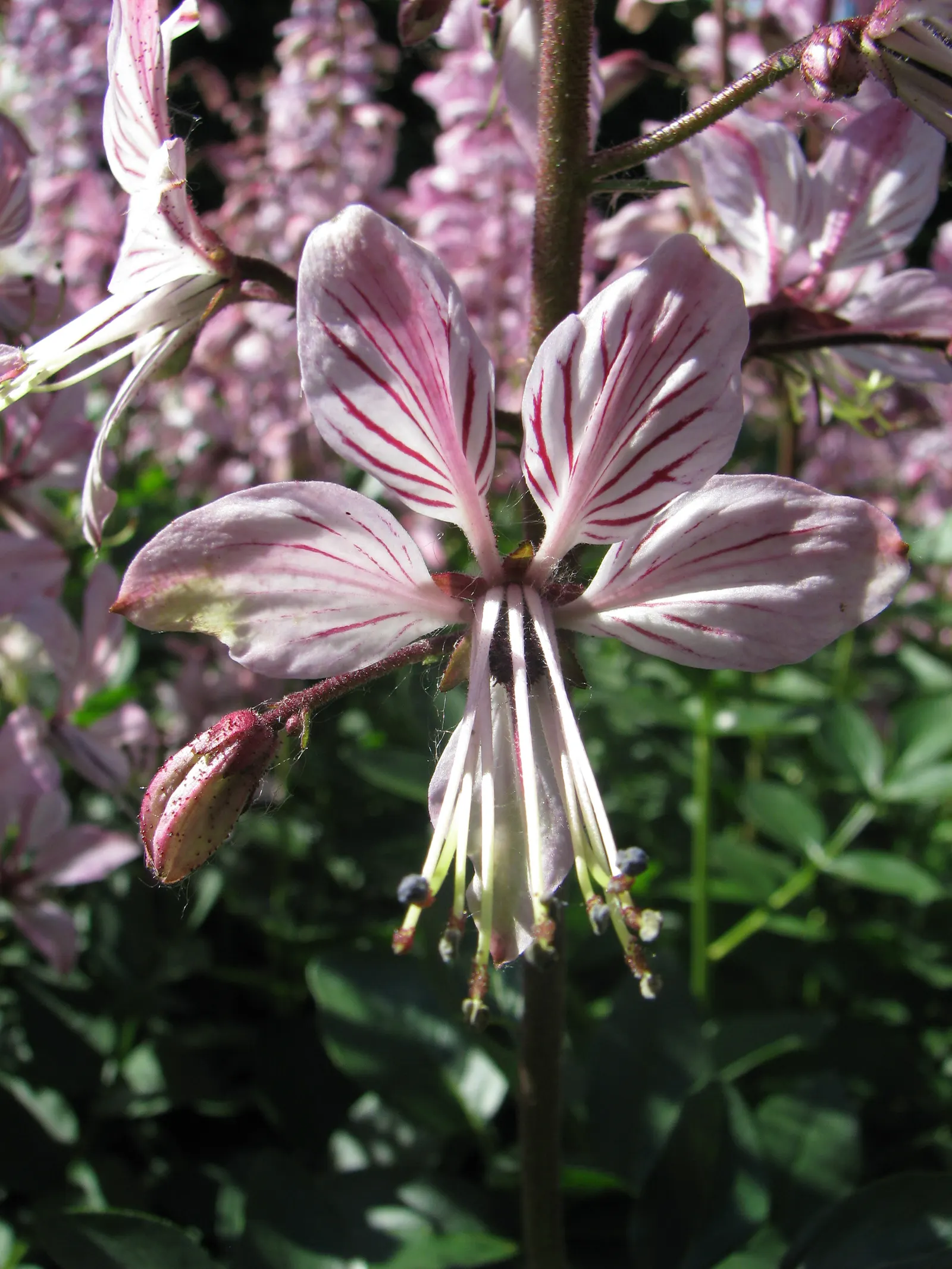 Gas Plant (Dictamnus Albus) — away from open flames and areas of high-use during evening hours; scientifically known as Dictamnus albus